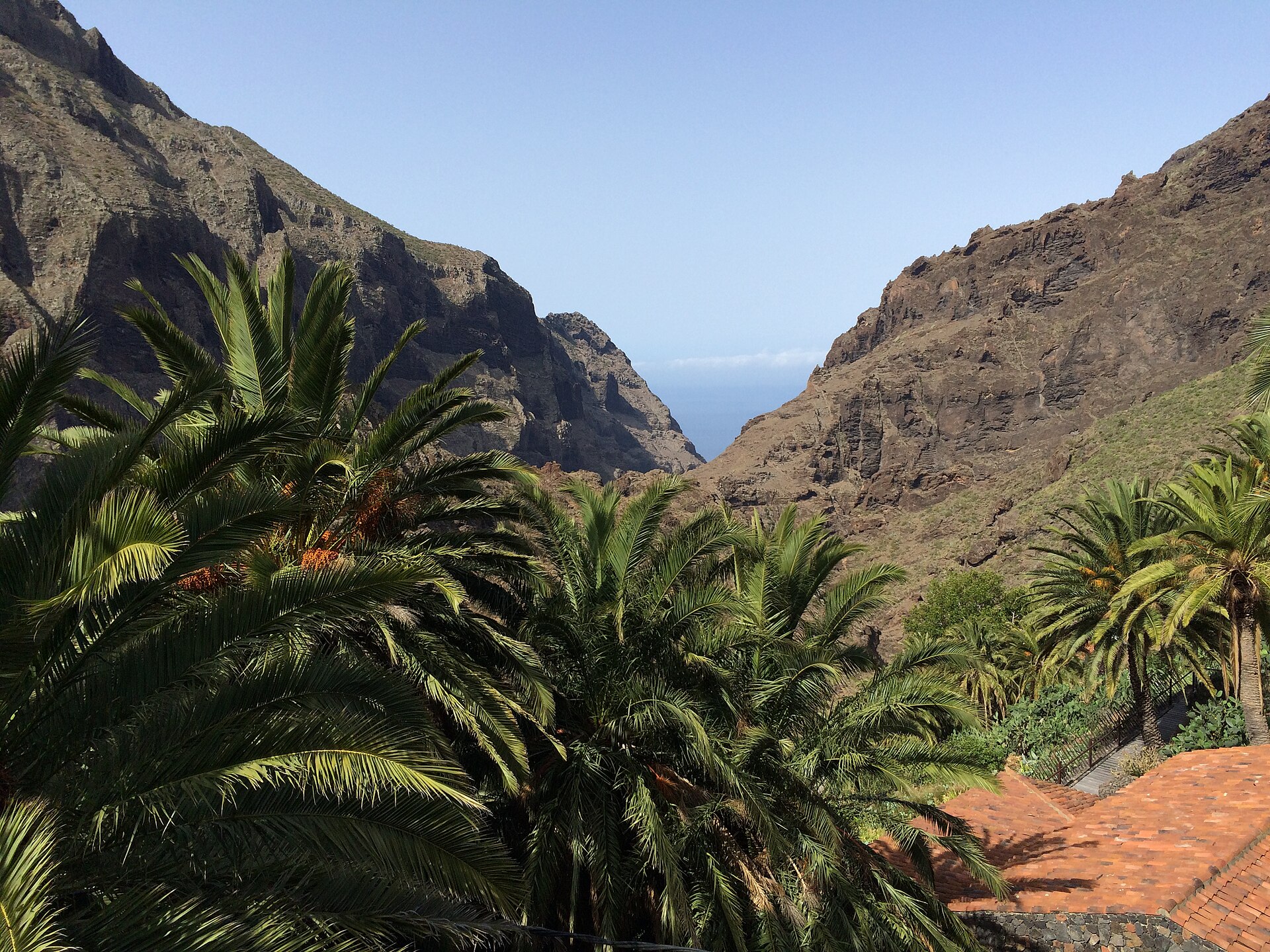Palmeras, bancales y tejados del caserío de Masca