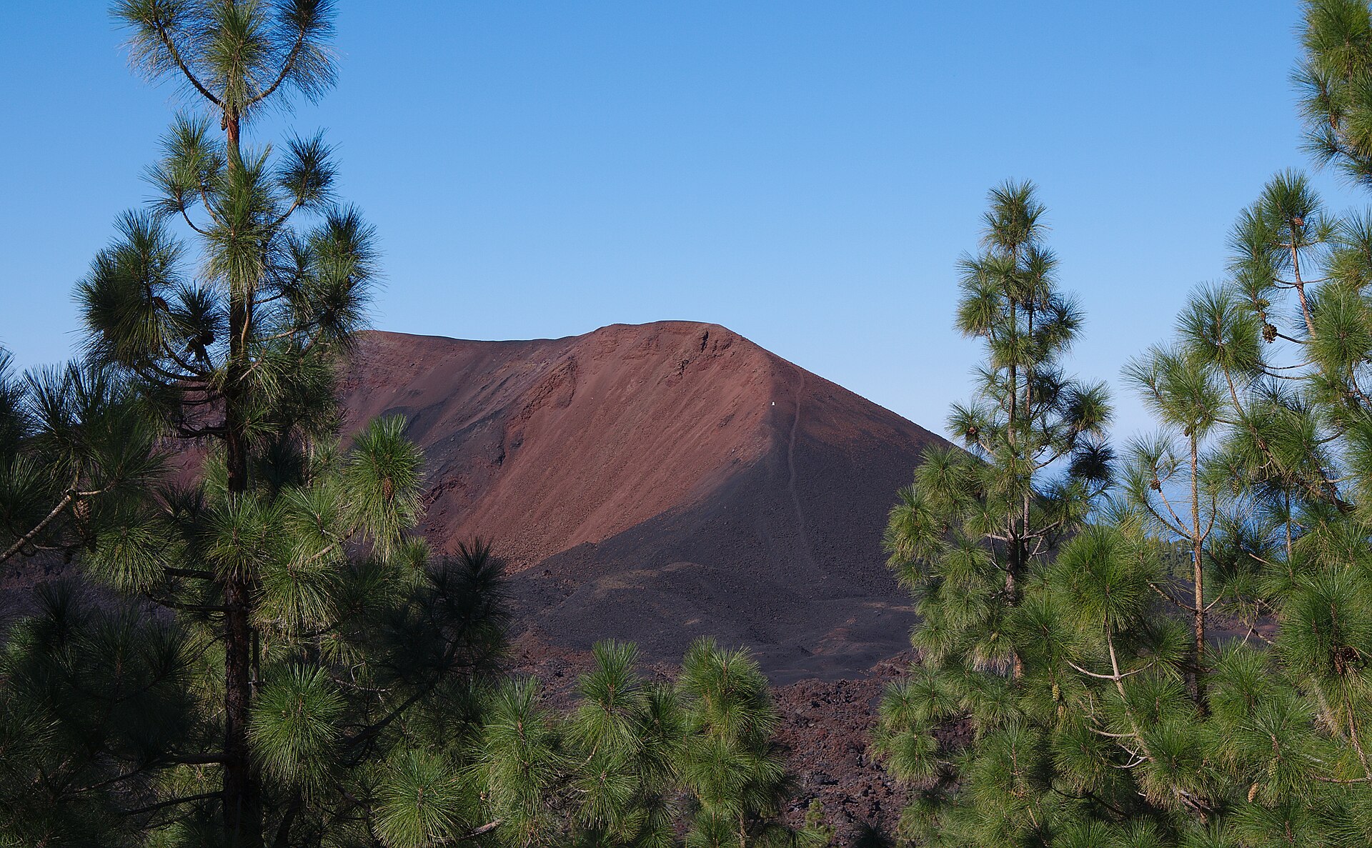 Volcán Chinyero entre pinos canarios