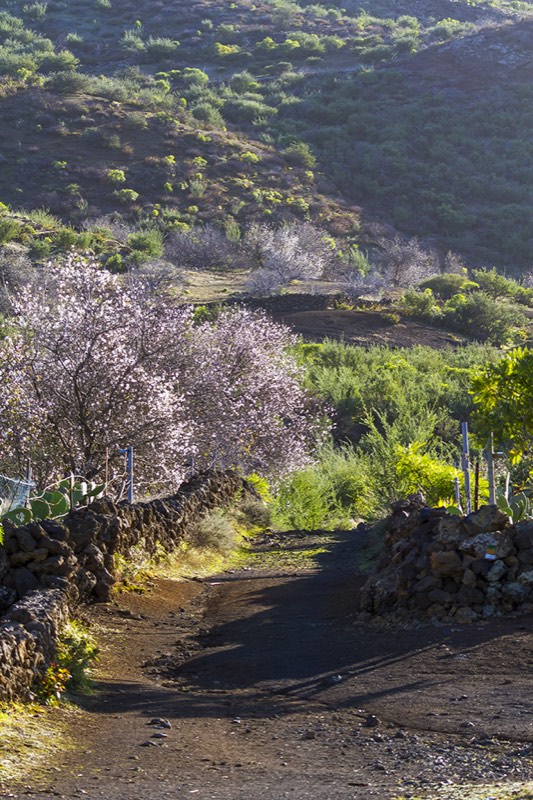 Paysage d’amandiers sur le chemin d’Arguayo