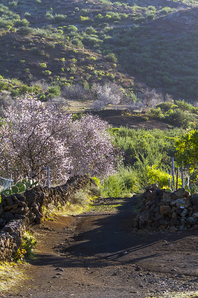 SL-TF 60: Santiago del Teide – Arguayo